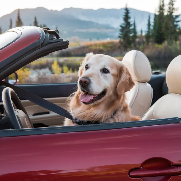 Um cachorro Golden Retriever alegre, sentado no banco da frente de um conversível vermelho em uma estrada montanhosa.